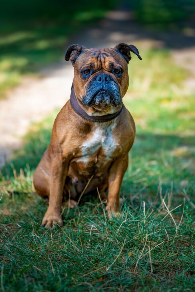 Inglise buldog õues