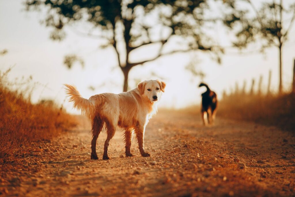 Kuldne retriiver õues