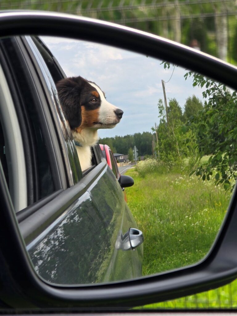 Väike Ameerika lambakoera kutsikas autos