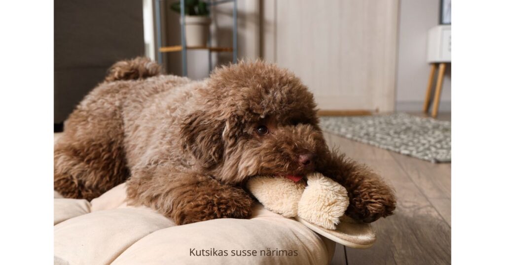 Kutsikas närib kodus sussi