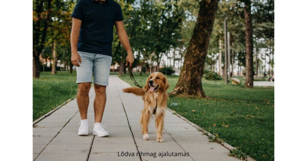 Koer jalutab pargis lõdva rihmaga